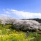 里山の桜の下で