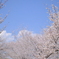 毛馬桜之宮公園の桜