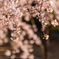 曹源寺 しだれ桜 7