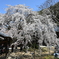 山中渓長谷山地蔵院地福寺子安地蔵尊枝垂桜