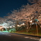山中渓駅桜並木夜桜
