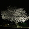 夜桜1