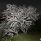 夜桜2