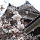 上田城の桜