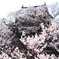 上田城の桜