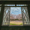 窓から見える桜景色