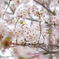 動物園の桜