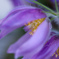 オキナグサの花芯