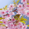 メジロ　　IMG-250411