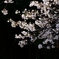 照桜
