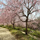 桜のれん