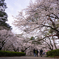 大宮公園　桜