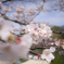 思い出の桜