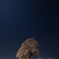 星空の桜