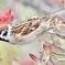 ハナミズキを飛ぶスズメさん