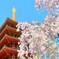 五重塔と枝垂れ桜