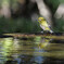 Zosterops japonicus