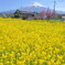 菜の花