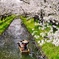 桜船