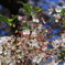 青空と葉桜