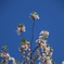 青空に届いた桜