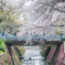 桜並木と小川
