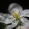 りんごの花