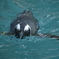 向かってくるペンギン