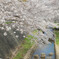 地元の桜