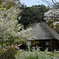 梅が散り　桜咲く