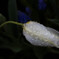 Spring Flower