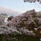 上田城　春