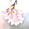 枝垂桜　2025