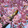 桜は撮るのがむつかしい１