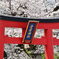 菅原神社の桜