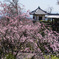 善峯寺の桜