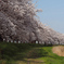 桜並木