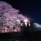 夜桜