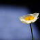 蒼の世界★Poppy