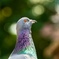 鮮やかな鳩