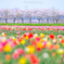 ‗sakura>tulip
