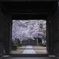 西國寺の桜