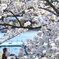 池の淵の桜
