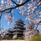 松本城　桜