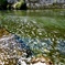 花筏流れる川