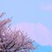 桜と富士山