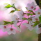 海禅寺の桜