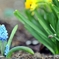 庭の花2025 (ムスカリ)