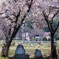 常念道祖神の桜