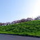 桜と緑と自転車